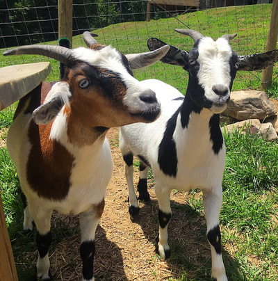 Fainting Goats ?? What ?? | Celtic Hearts Travel